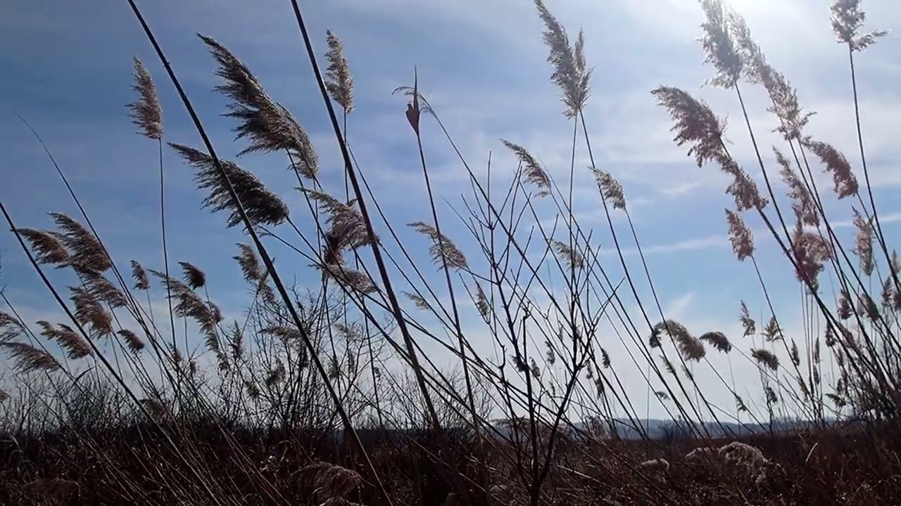 One Minute of Cherokee Marsh (and geese)
