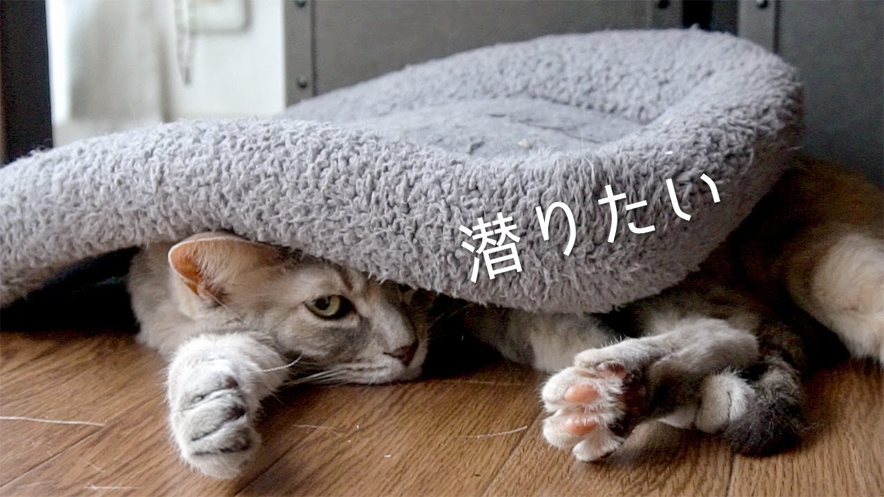 クッションの使い方が独特な猫 | #モアクリ Vlog017