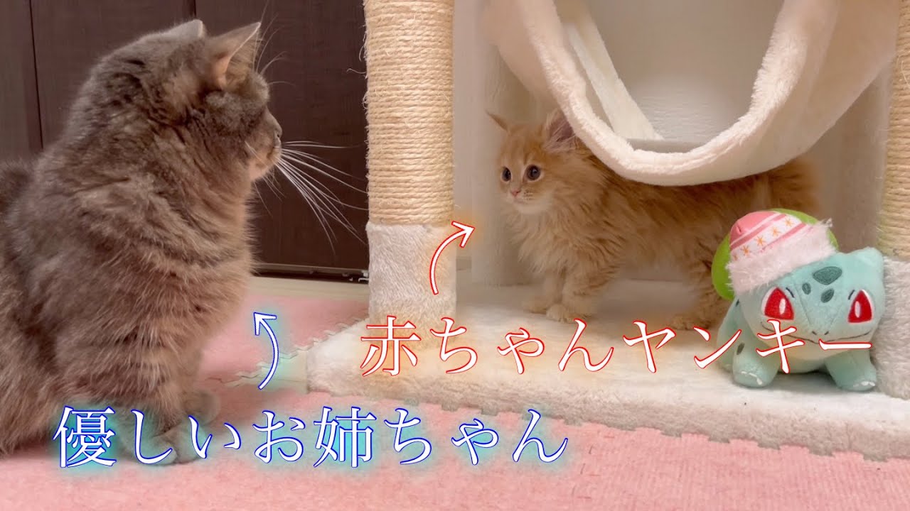 喧嘩勃発！？先住の短足猫とお迎えした子猫が遂に戦闘を開始しました