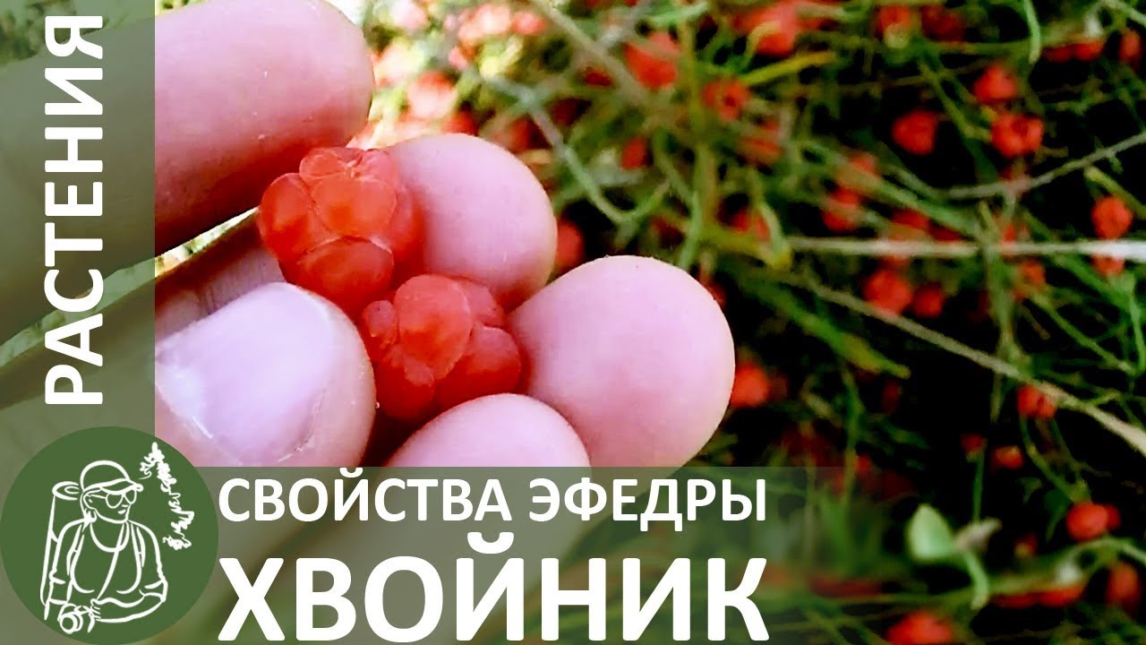 ☘ Эфедра двухколосковая (хвойник двухколосковый): описание, полезные свойства, где растет
