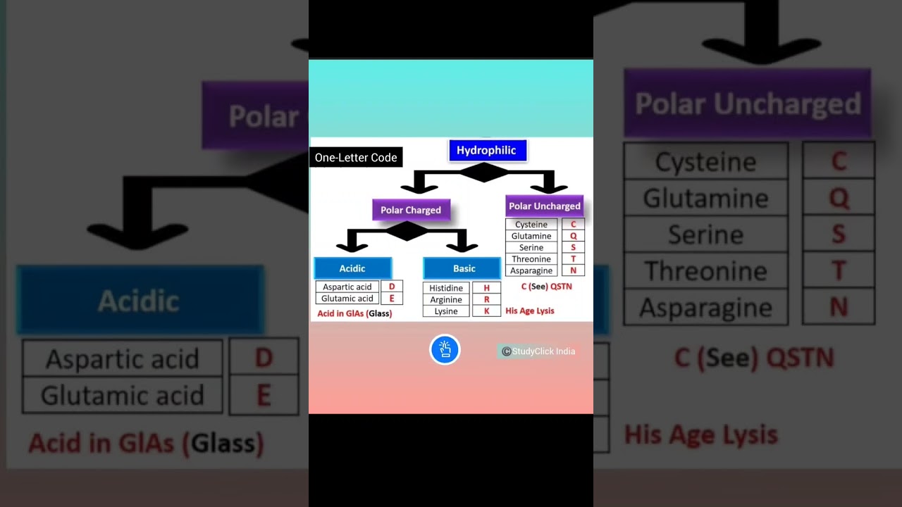 Hydrophilic Amino Acids | #shorts #neet