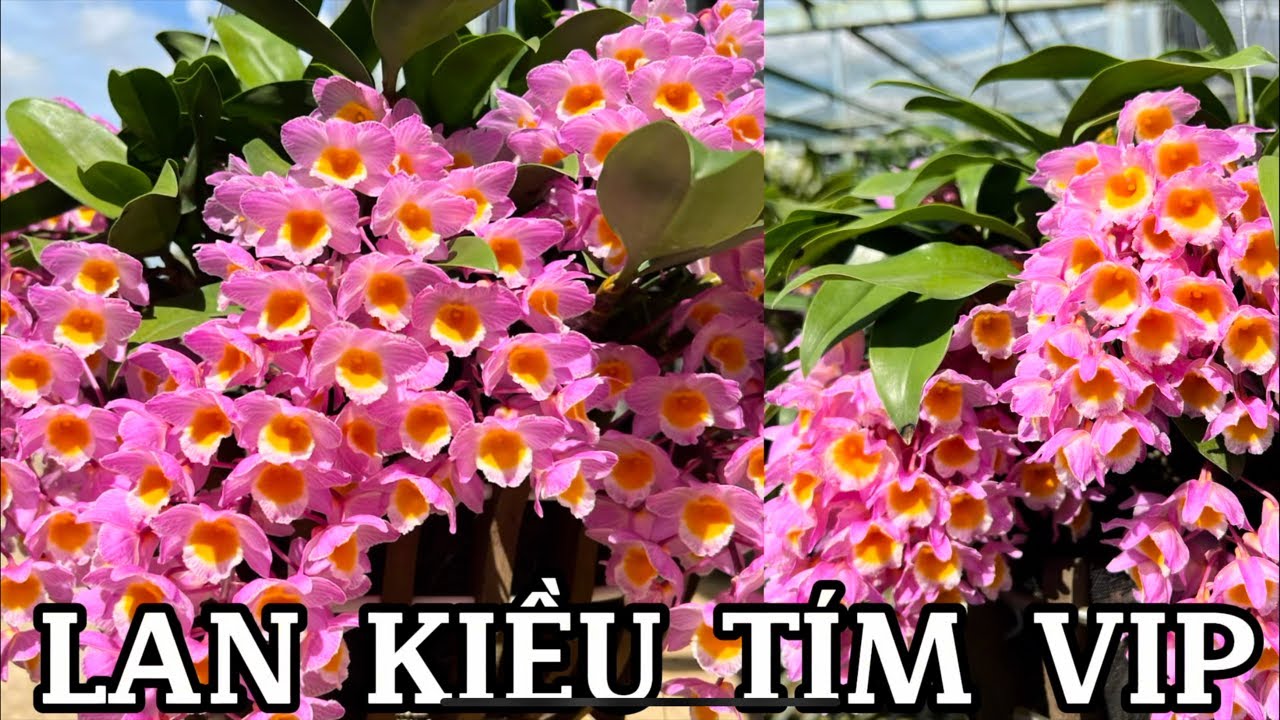 Hoa lan chơi Tết-0834608769- LAN RỪNG LÂM ĐỒNG
