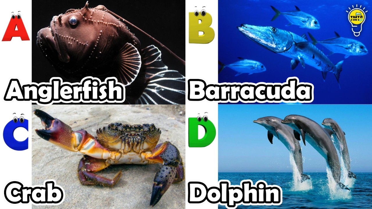 ABC Sea Animals song | Learn Alphabets | English and Animals for Kids | #anglerfish