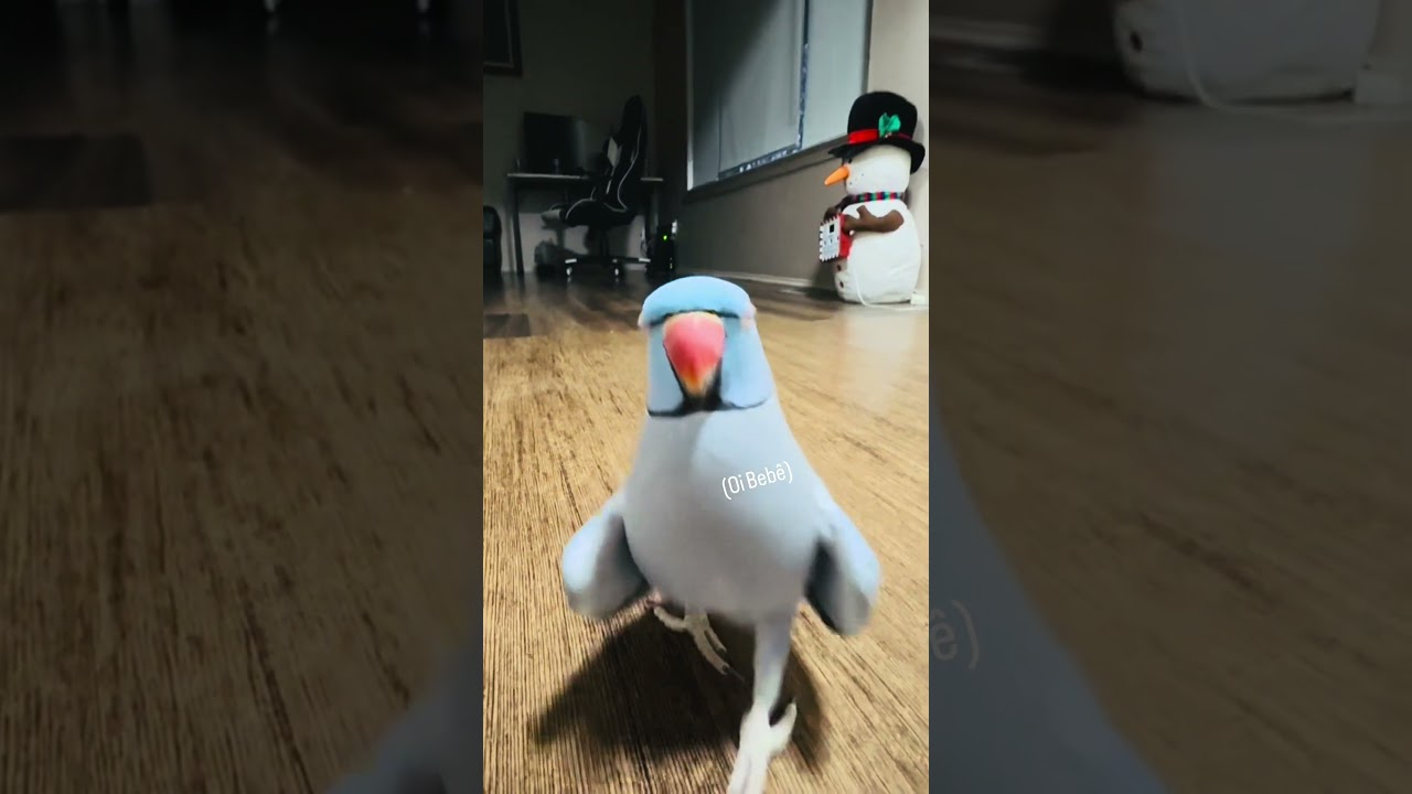 Um dos pets mais fofos e bipolares 🦜😂 #ringneck #ringneckgoiania #criadorgoiania #criadourogoias