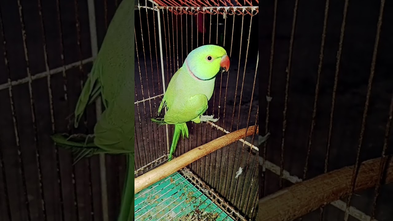 Green parrot talking mitho mitho #parrot #funny #parrottalking #cute 8/1/25