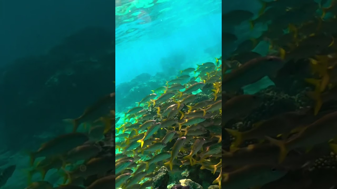 I’ll show you how good snorkeling in the Cook Islands is 