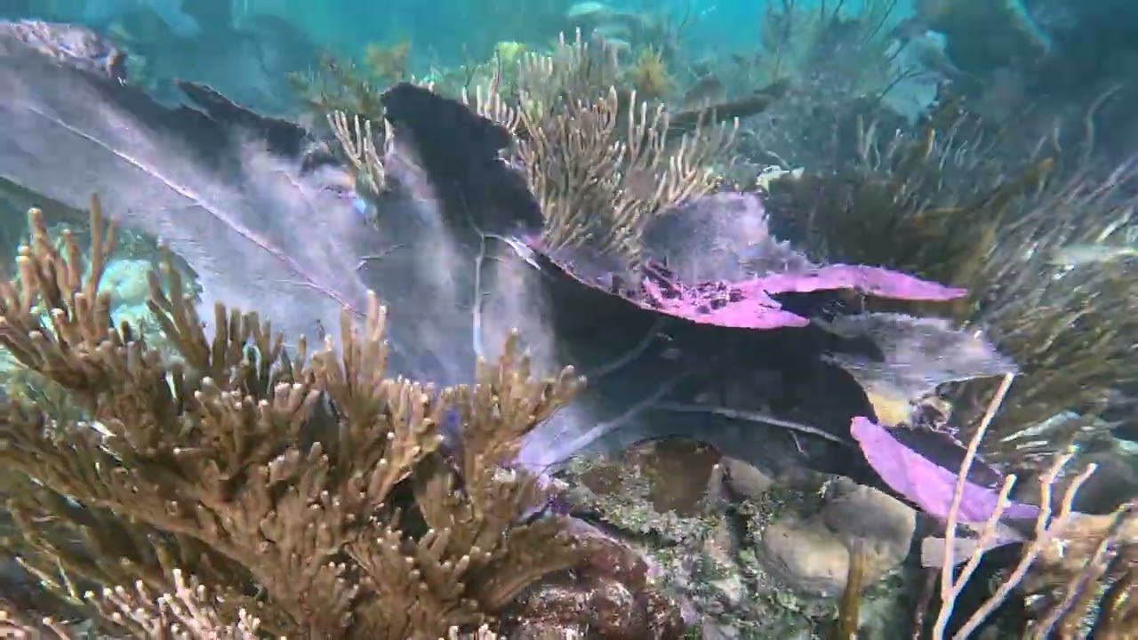 STJ Underwater -North Haulover Bay