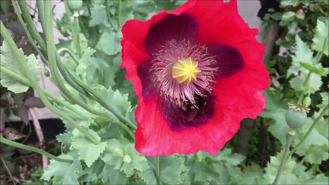 Listen out for the buzz pollination from these white tailed bumblebees!