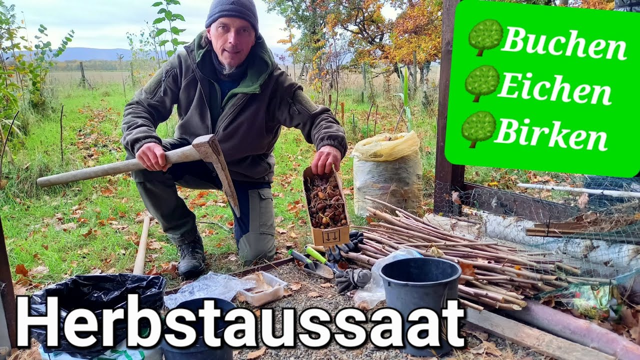 🌳 Herbstaussaat von Birken Buchen und Eichen. Laub als Humusschicht 🍂 #brennholz #forstwirtschaft