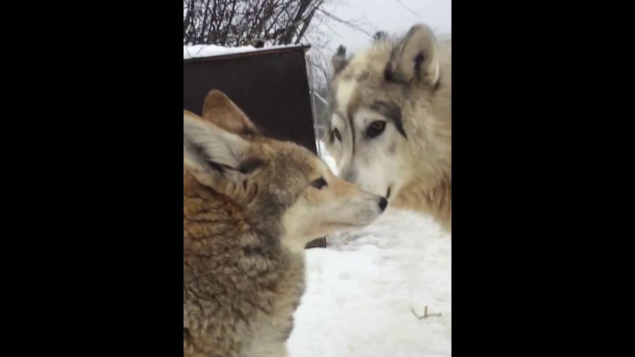 The Cutest Coyote