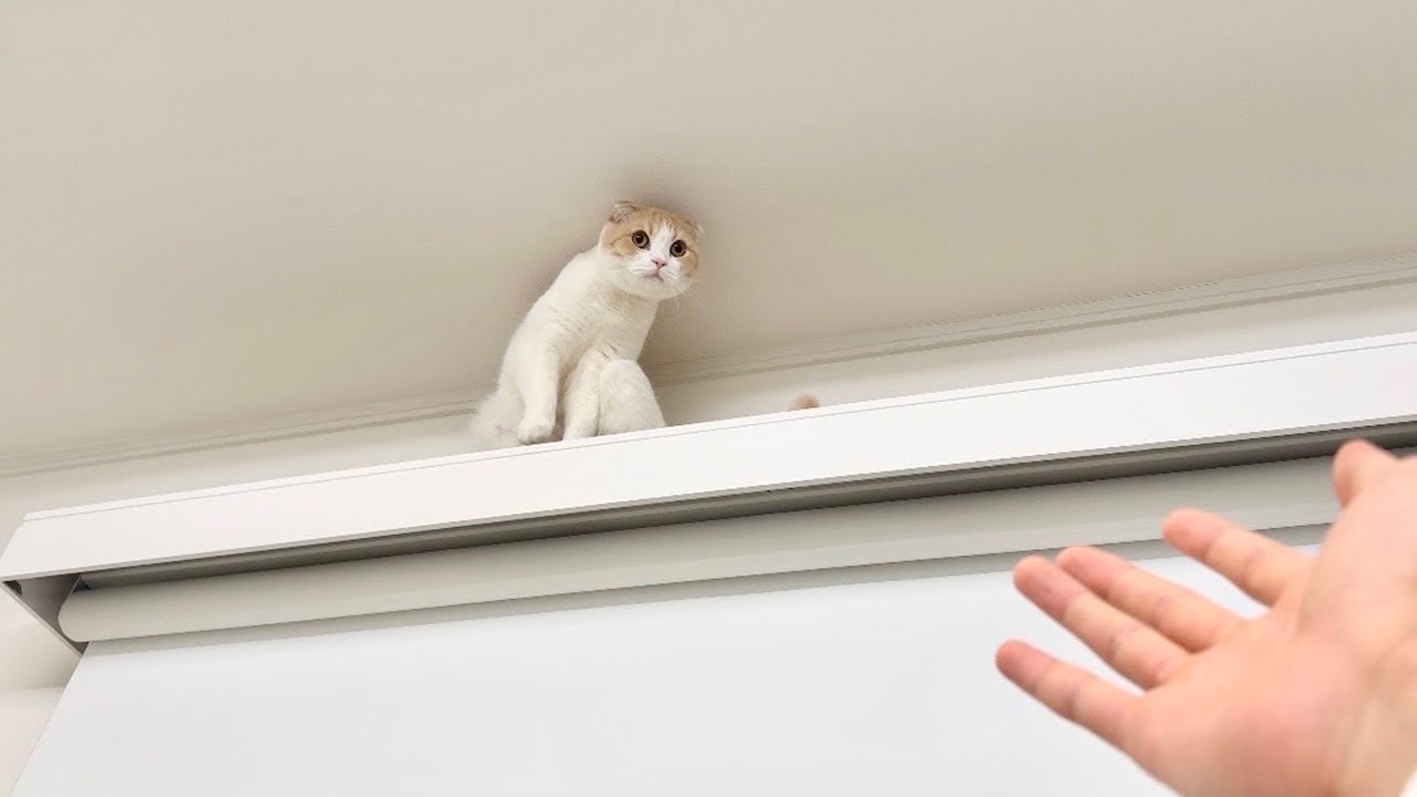 留守番中にカーテンレールから降りられなくなった猫が立ち往生して大変なことになってました…