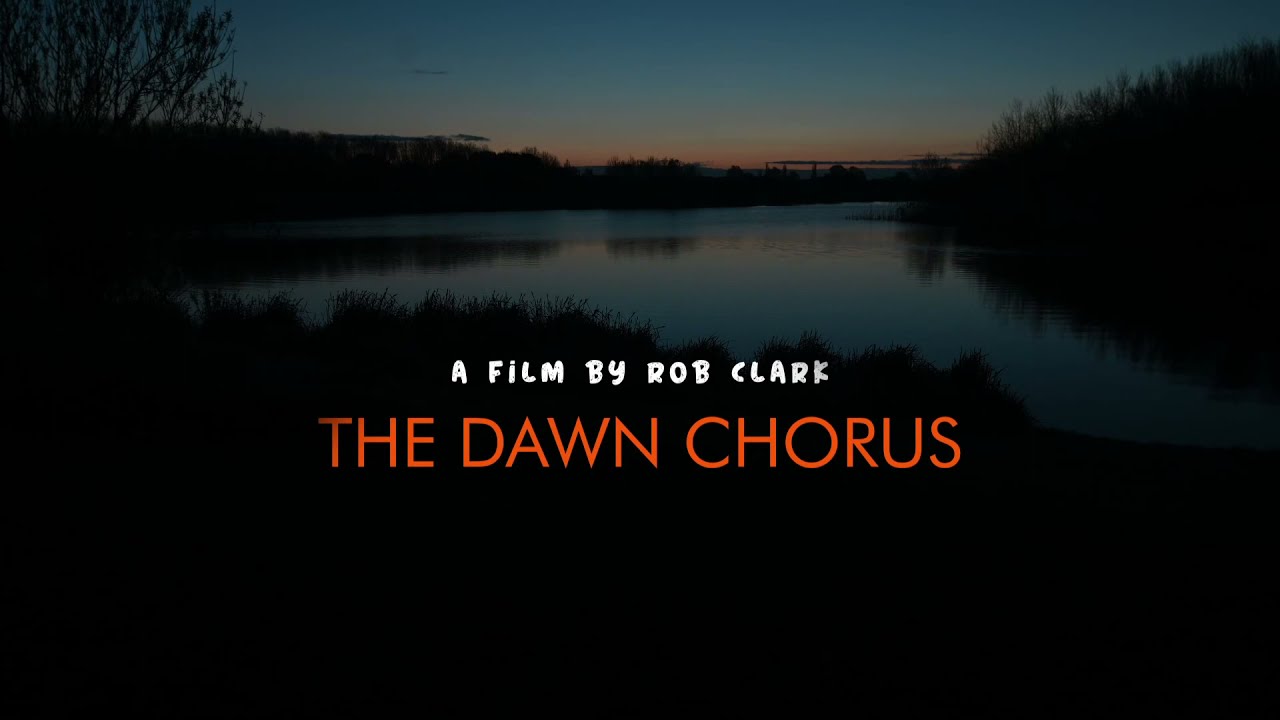 Dawn Chorus