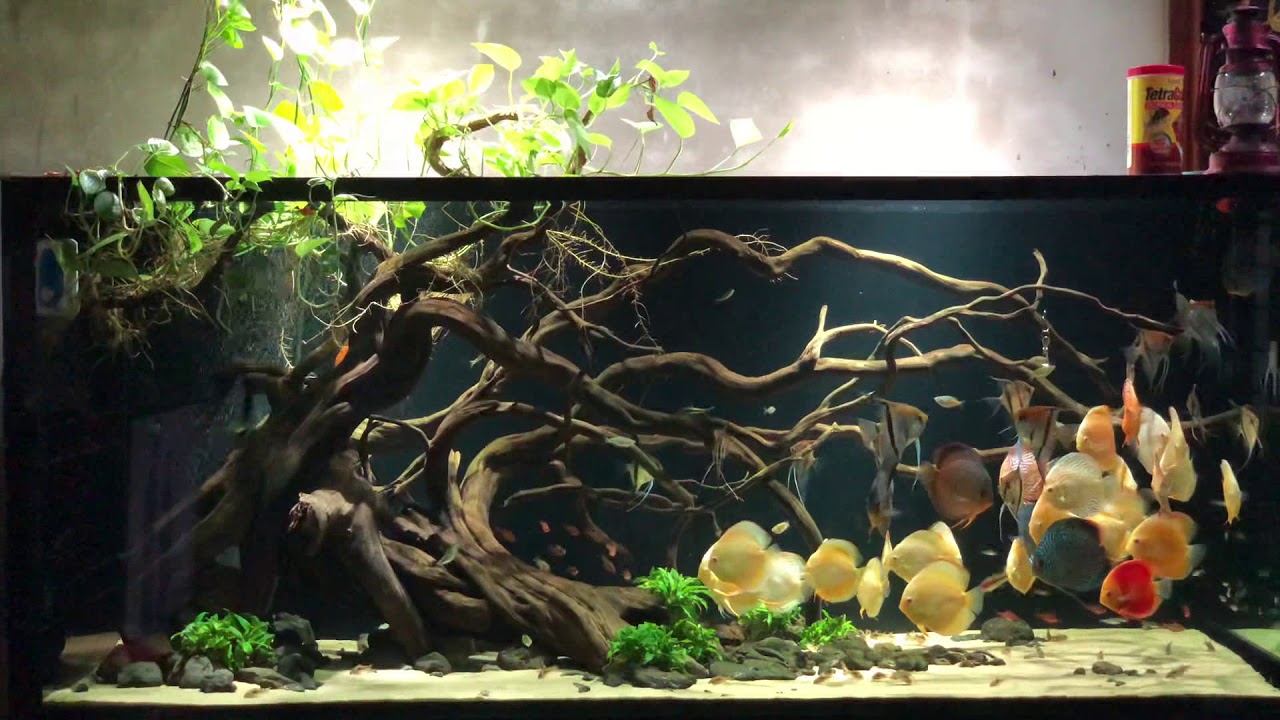 Bể c&aacute; dĩa biotop