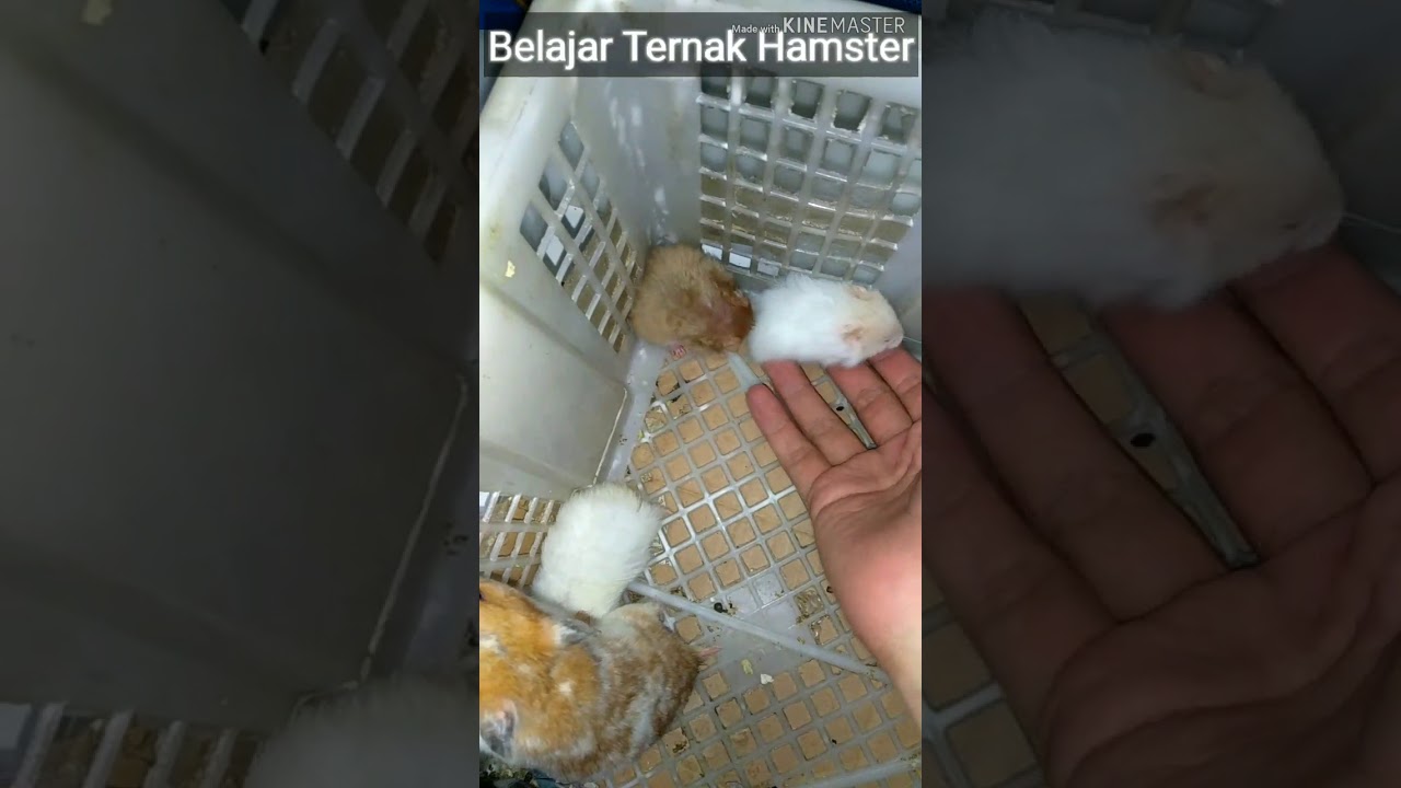 Jual Hamster Murah