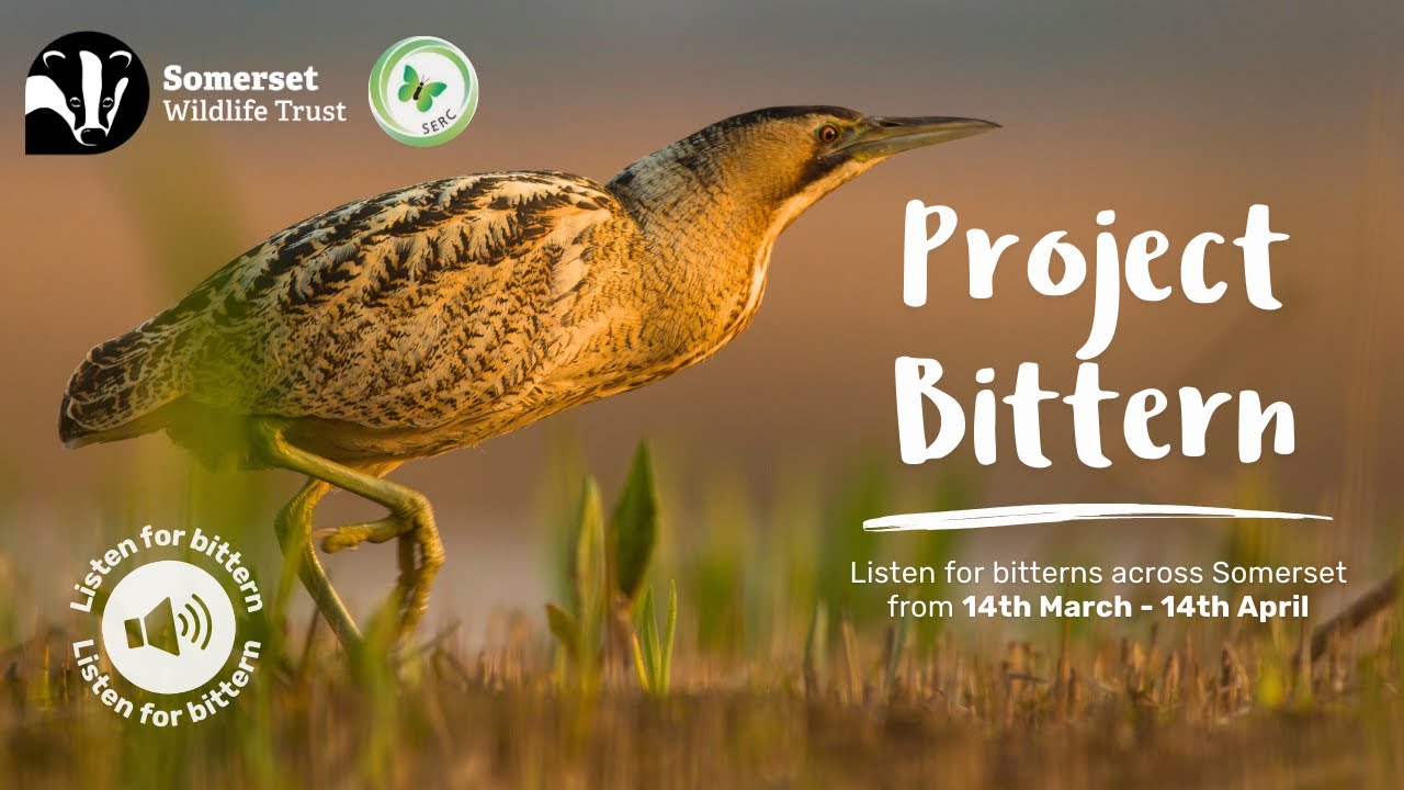 Project Bittern: Help Listen for Bittern this Spring!
