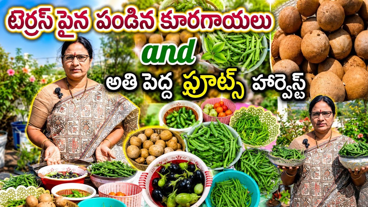ఈరోజు టెర్రస్ గార్డెన్ లో వెజిటేబుల్స్ అండ్ ఫ్రూట్స్ హార్వెస్ట్ 