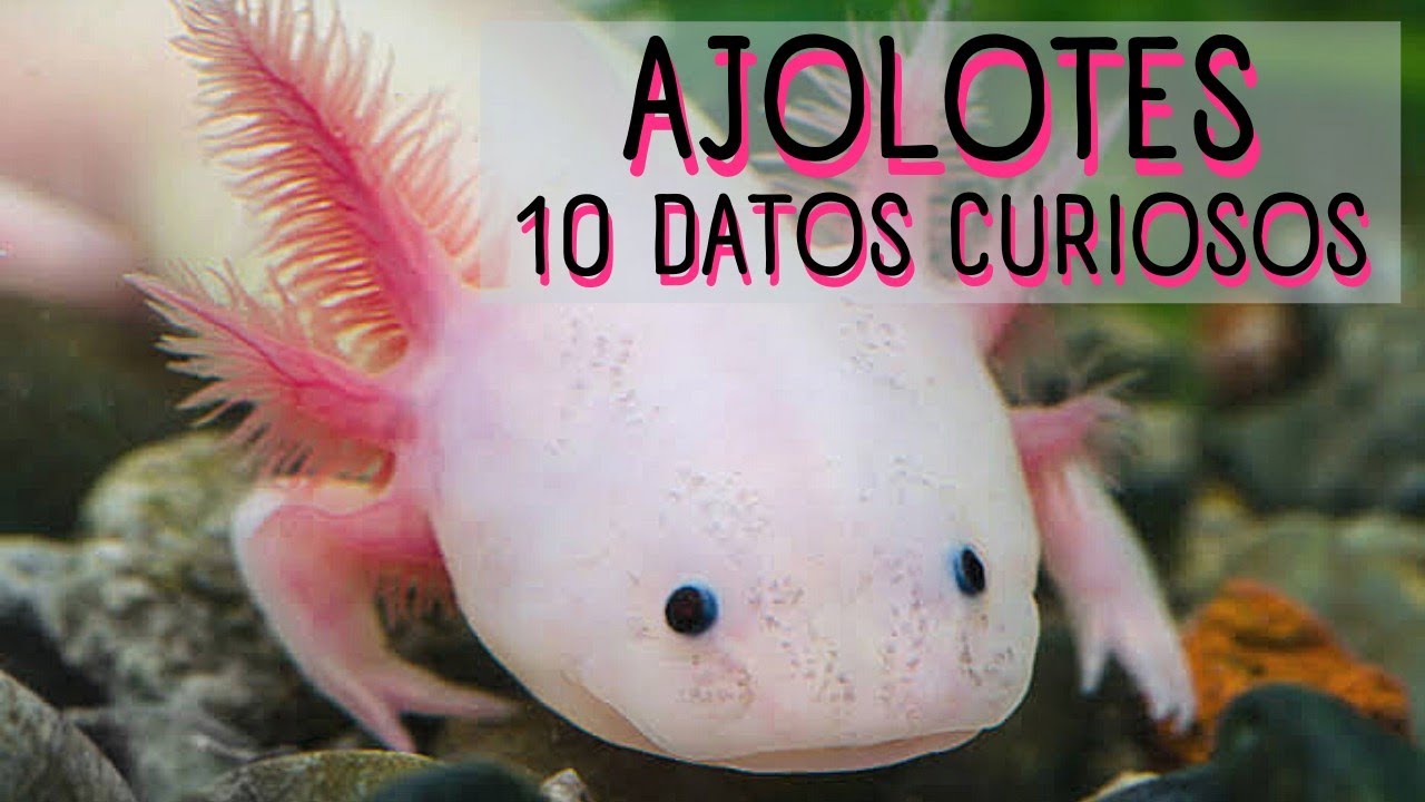 AJOLOTES INCREÍBLES ANFIBIOS🦠10 DATOS que NO CONOCÍAS de los AJOLOTES | CURIOSIDADES de los AXOLOTES