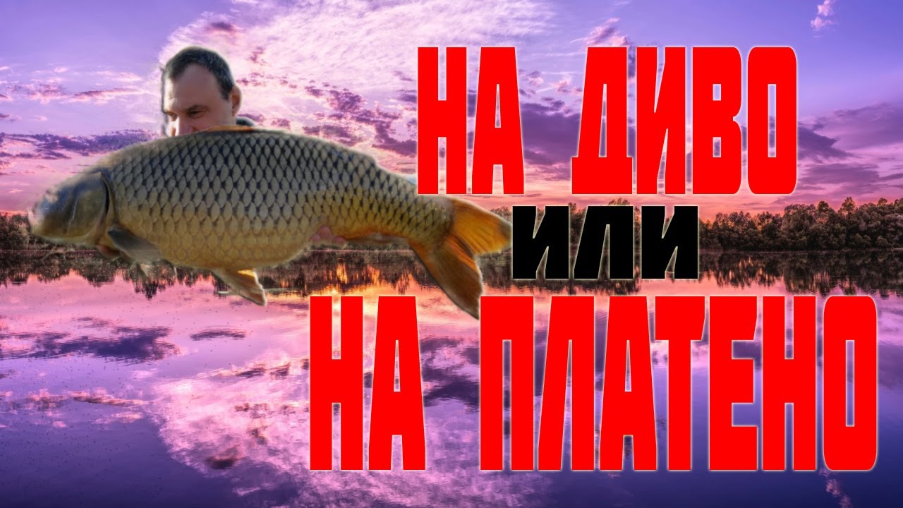 Риболов на шаран: На диво или на платено (2021)
