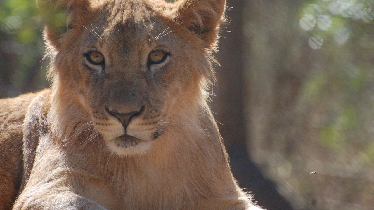 Born Free Rescues Five Big Cats!