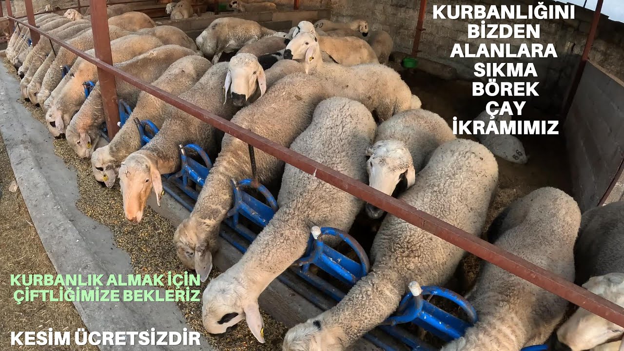 KURBANI BİZDEN ALANA SIKMA BÖREK ÇAY İKRAMIMIZDIR CEYHAN KARAKAYALI(CEBRE)KÖYÜNE BEKLERİZ#kurbanlık
