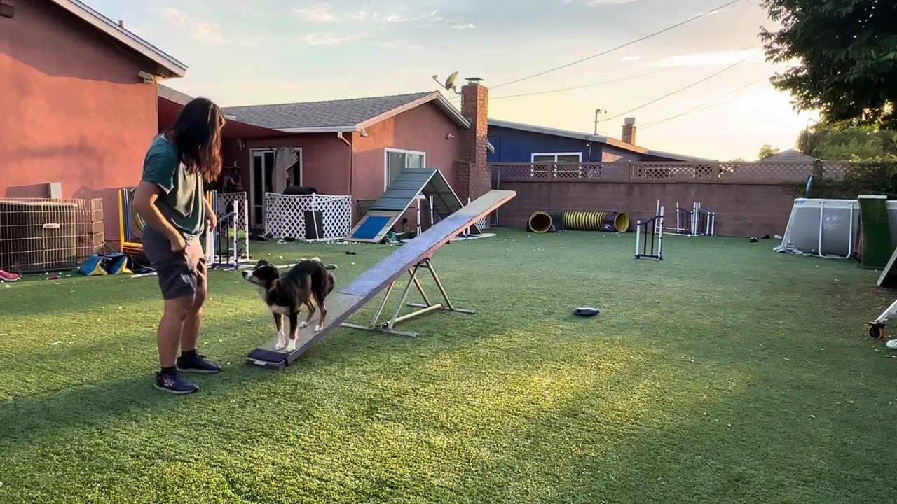 Cheeky dw, teeter and weaves training