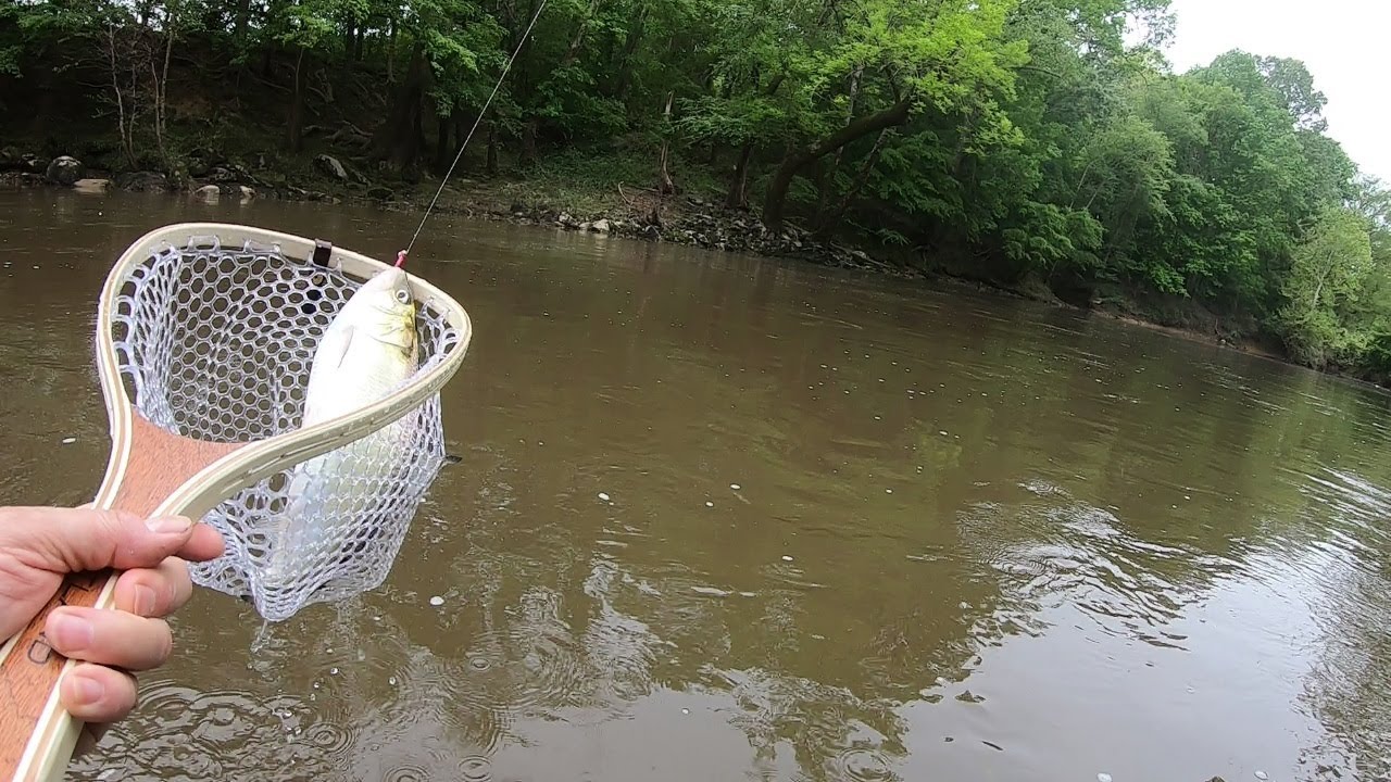 Spey Cast Fly Fishing for Shad (Poor Man Salmon) 2023 Highlights w Cabelas TLR, Speyco, Leland reels