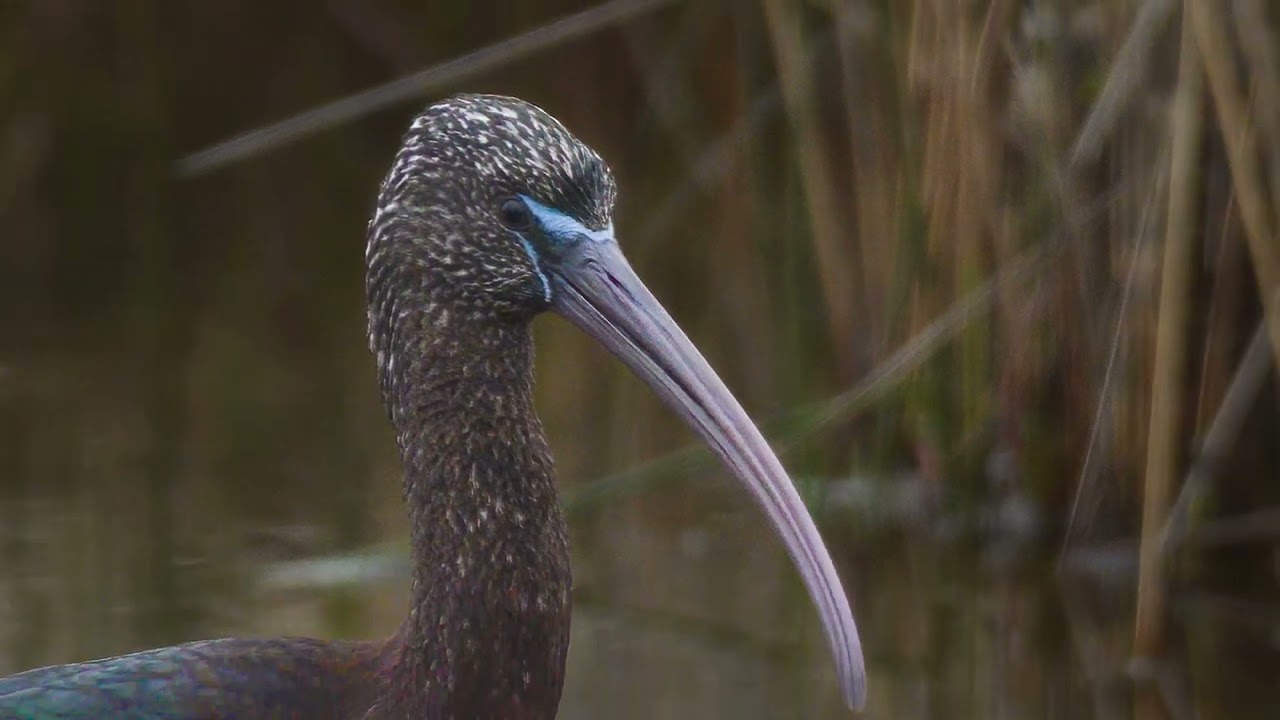 Birds of Florida in their natural environment - 2024