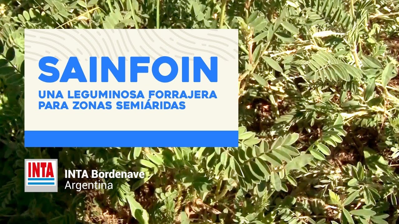Sainfon: una leguminosa forrajera para el sudoeste bonaerense
