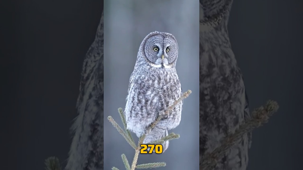 Owl 🦉 amazing facts 😱 