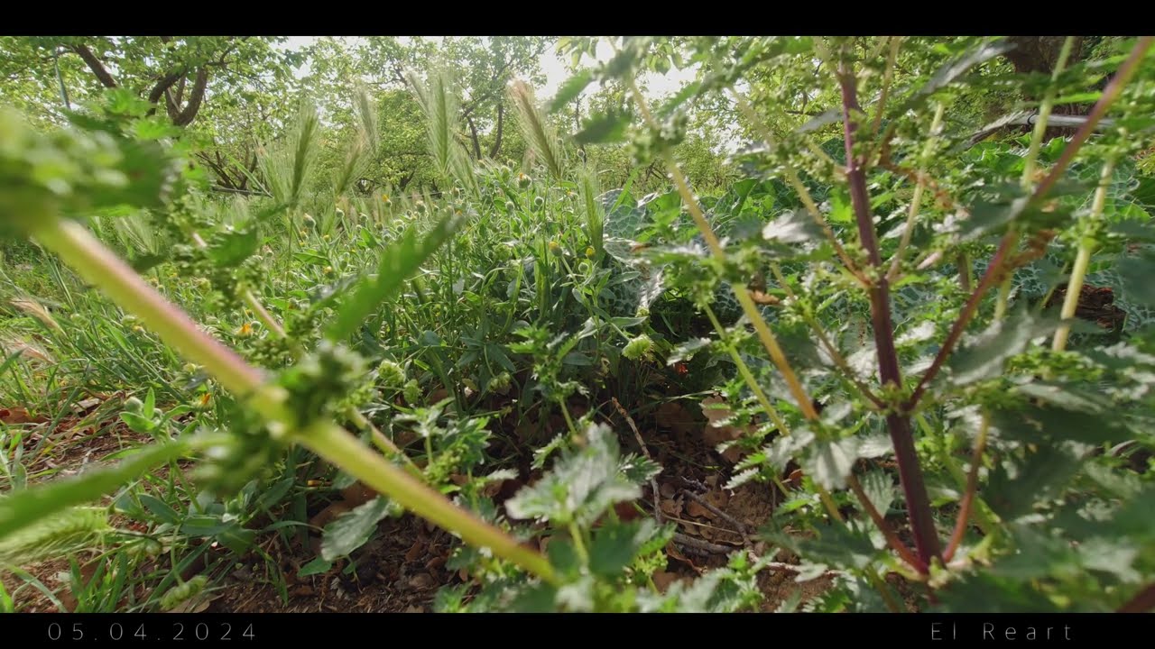 BEAUTIFUL SPRING /   美 し い 春