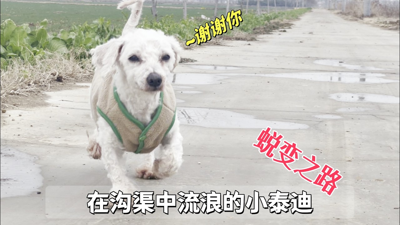 在溝渠中流浪的小泰迪，滿身髒污瑟瑟發抖，獲救後的蛻變暖化人心