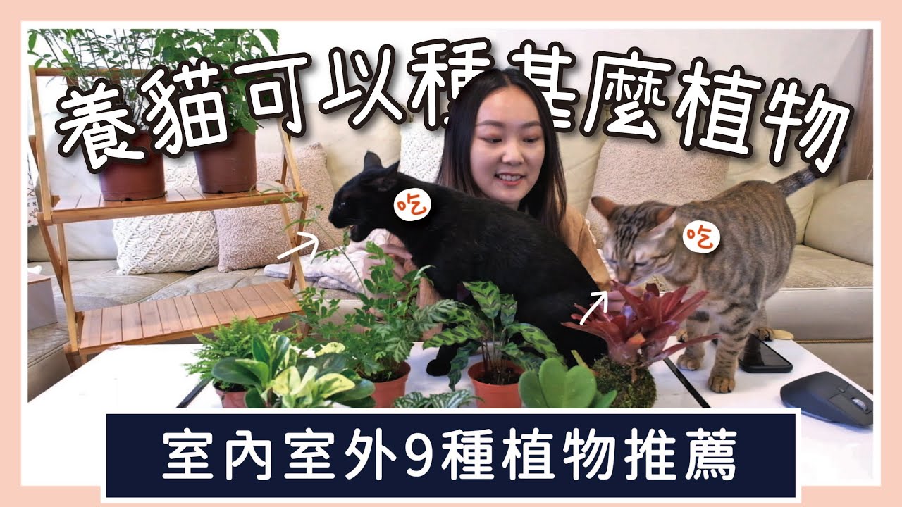 養貓人士也可以種的9種植物推薦，貓咪別再啃我的植物啦~