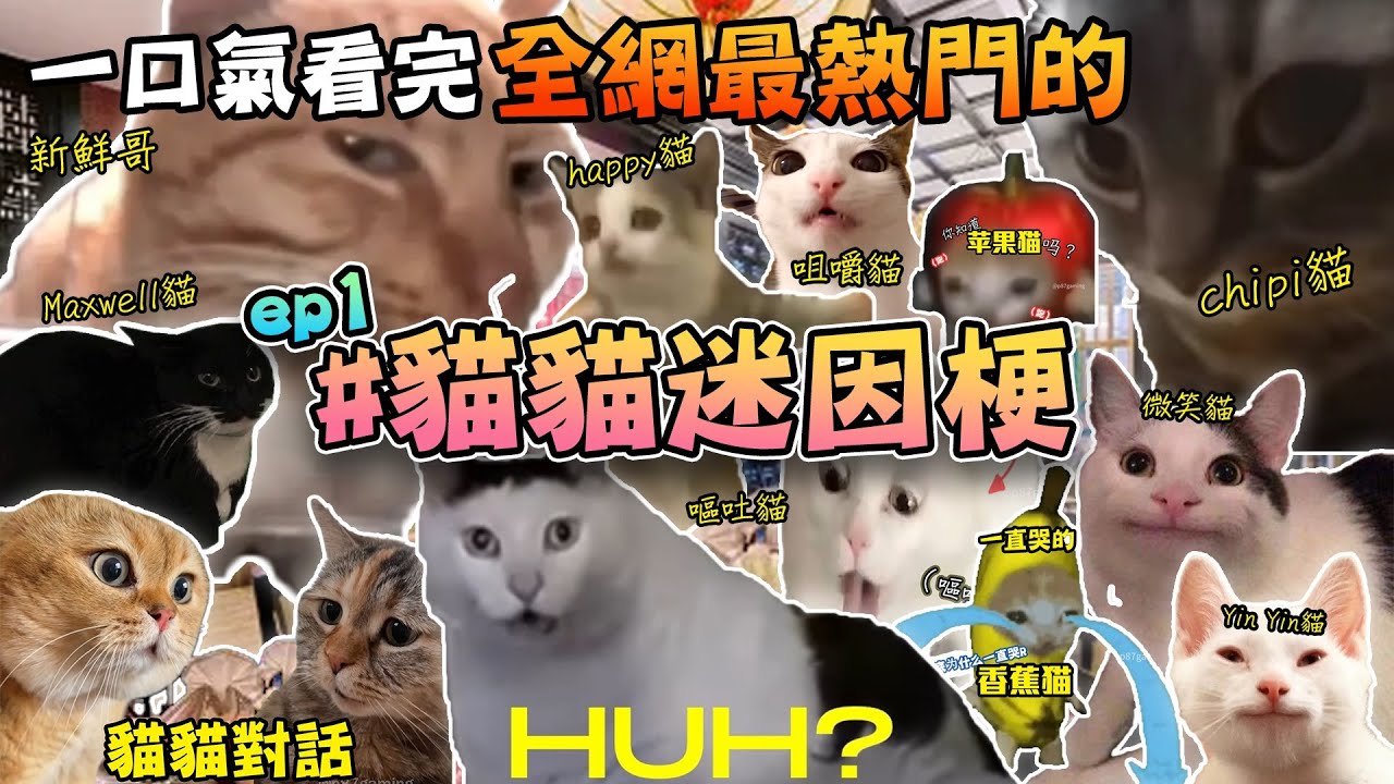 一口氣看完全網最熱門的 #貓貓迷因梗 合集！Ep.1 | 貓貓迷因梗 | 貓Meme | 迷因由來 | p87gaming
