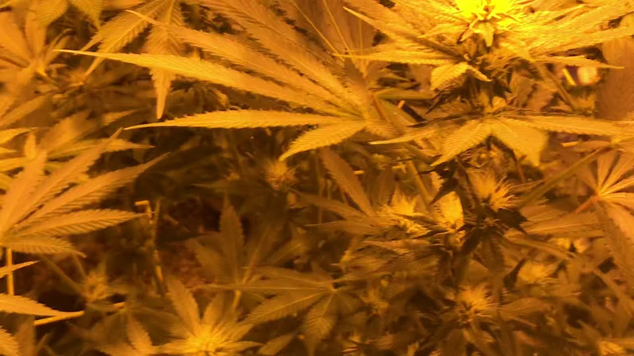 Week 4 of Flowering Sour Diesel !!