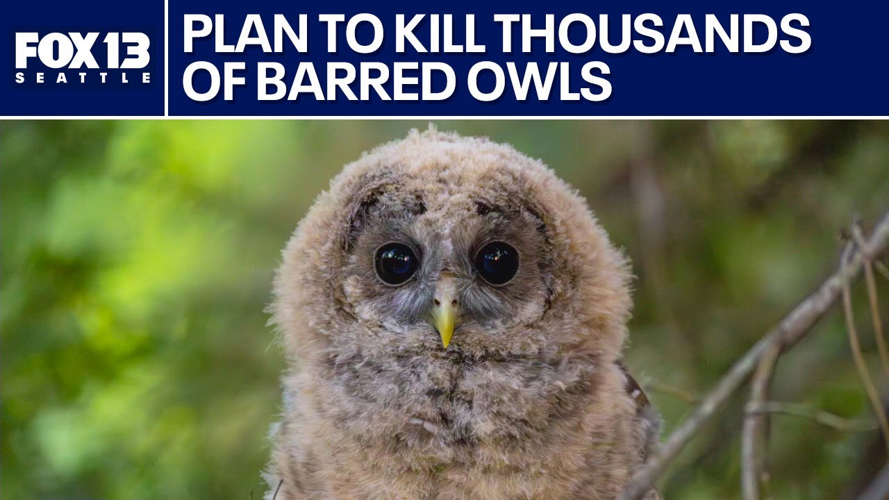 Controversial plan to kill thousands of owls along West Coast | FOX 13 Seattle