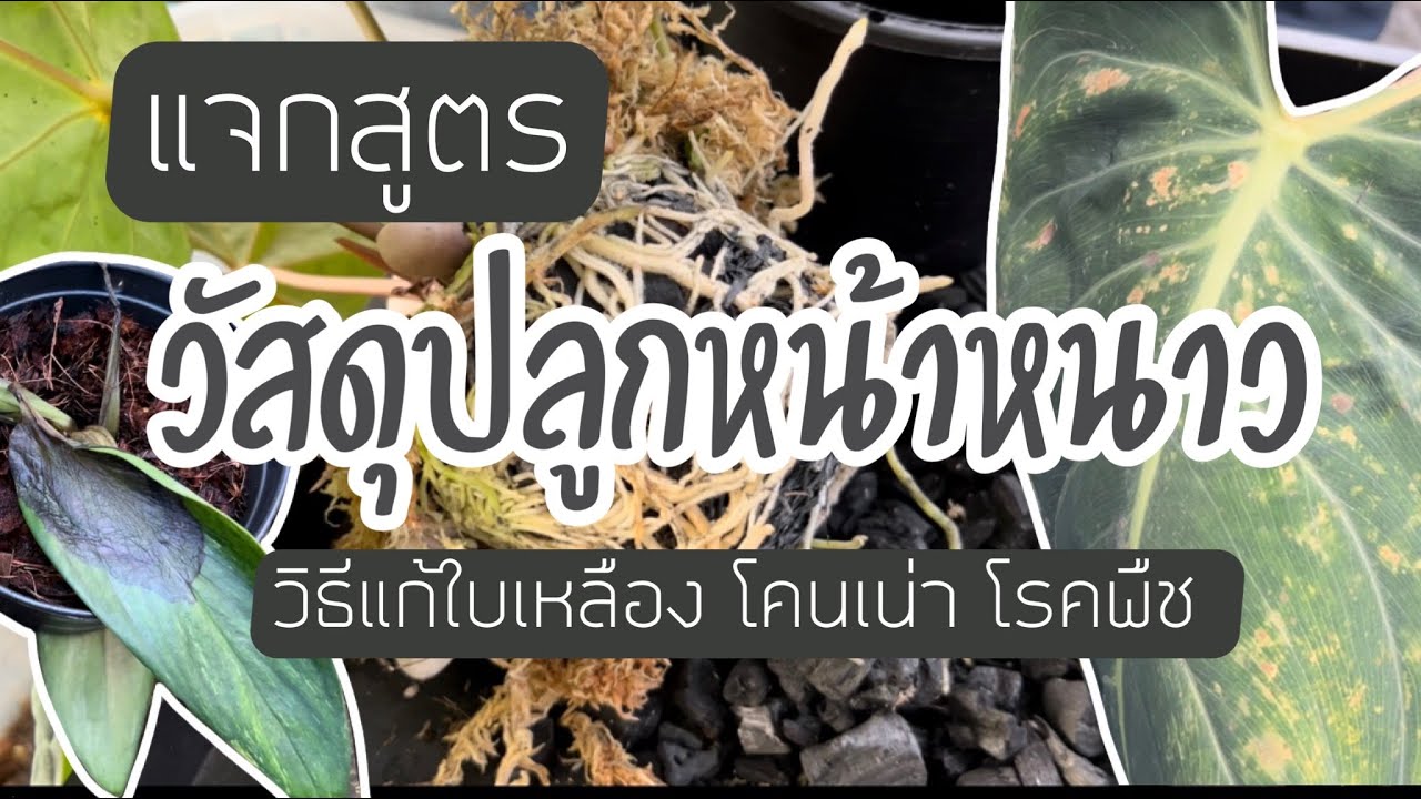 EP. 22 l แจกสูตรวัสดุปลูกหน้าหนาว วิธีแก้ใบเหลือง โคนเน่า โรคพืช โรคแมลง