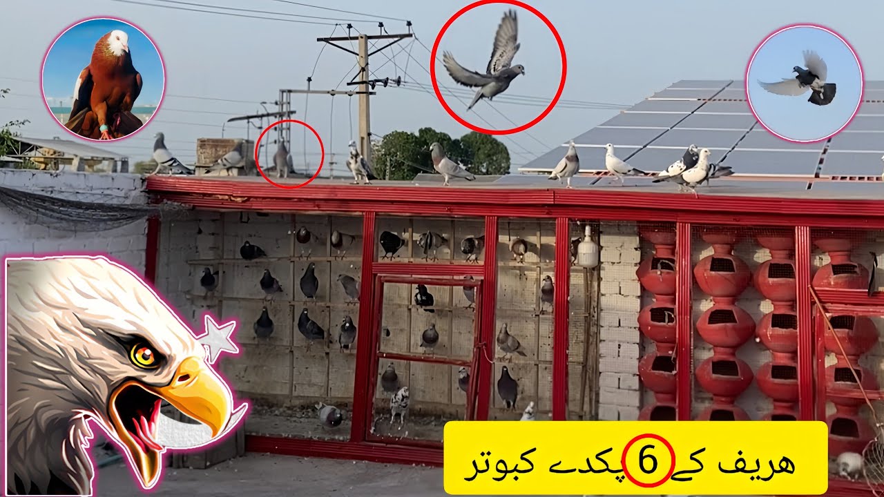 🛑 Trap 6 Pigeons Kabutar bazi #pigeon #viral