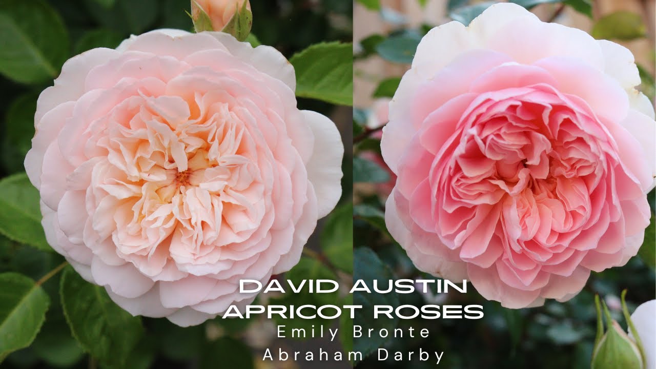 David Austin Apricot Roses Emily Bronte and Abraham Darby