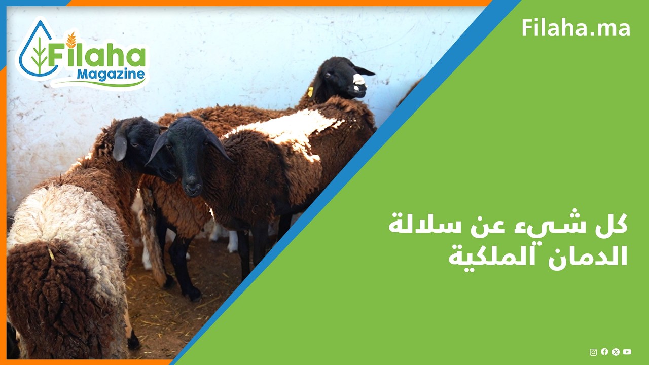 كل شيء عن سلالة الدمان الملكية..