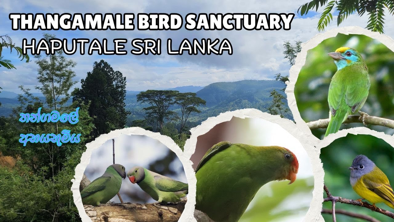 Thangamale Bird Sanctuary |Sri Lanka - තංගමලේ පක්ෂී අභයභූමිය, හපුතලේ【4K】