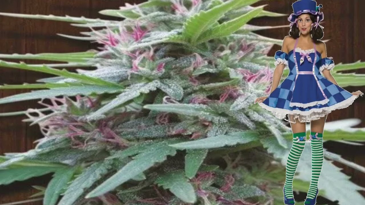 Panama &ndash; Ace Seeds