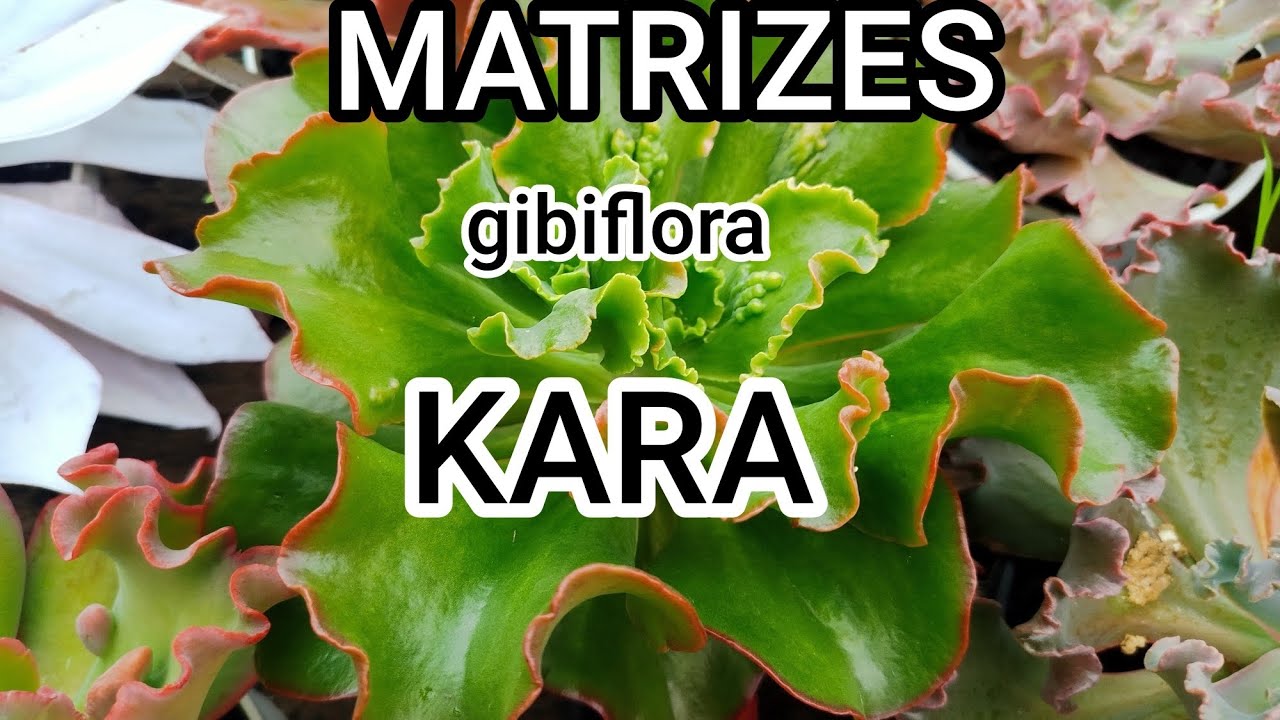 🌧️⛈️ GIBIFLORAS MATRIZES ! DA COLEÇÃO  🪴🌳