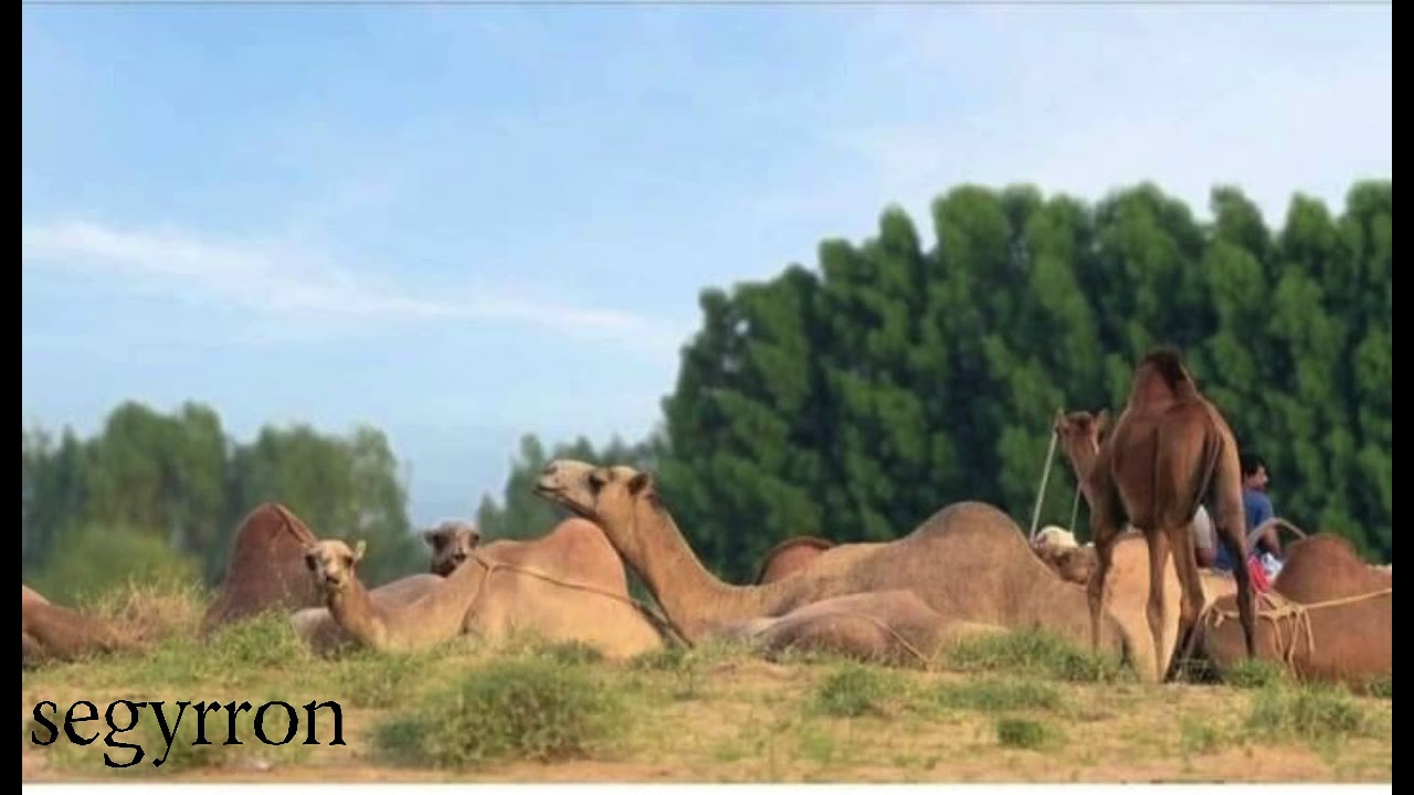 دوبيت الشاعر/ يوسف ( قروه)