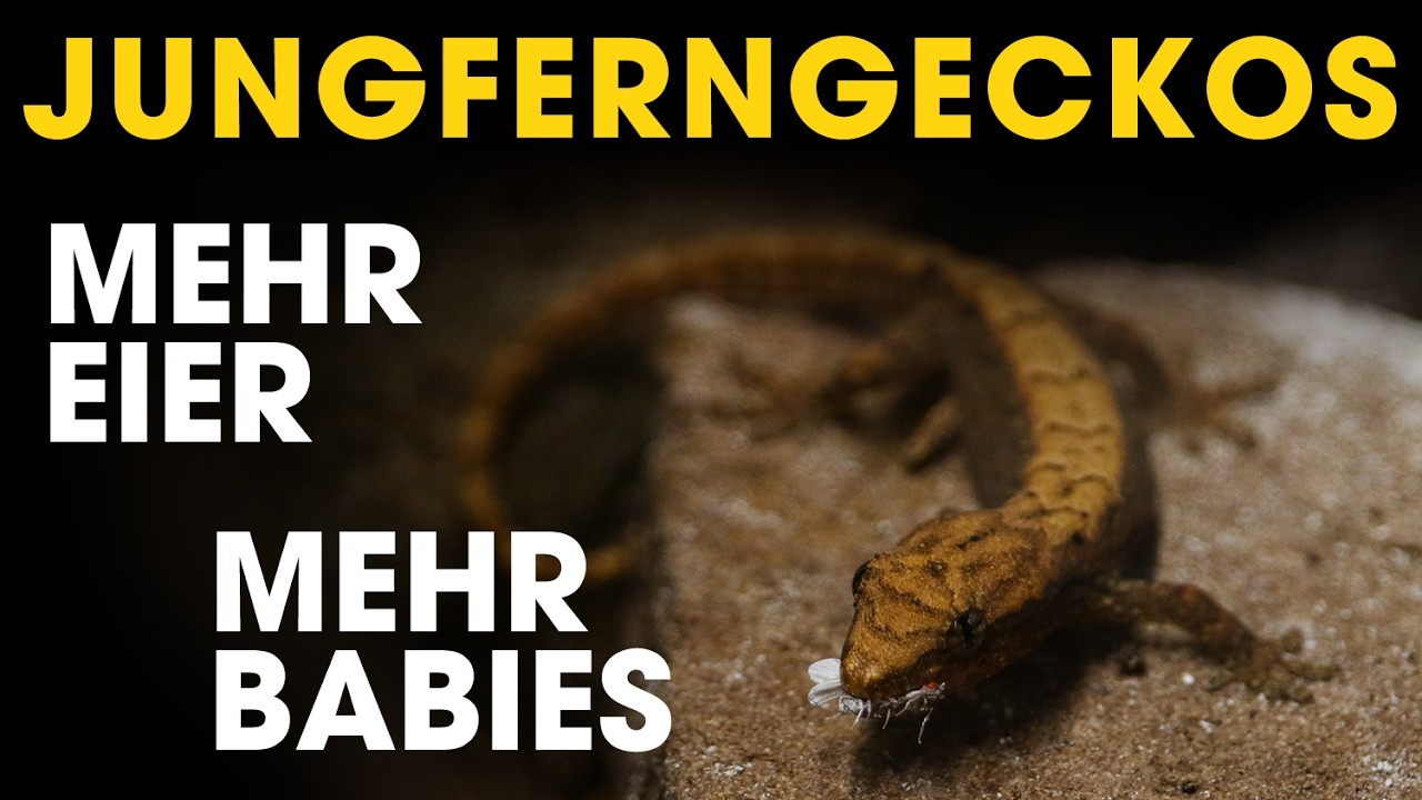 Aus ein paar Geckos wird eine ARMEE 🦎 Jungferngecko NACHWUCHS