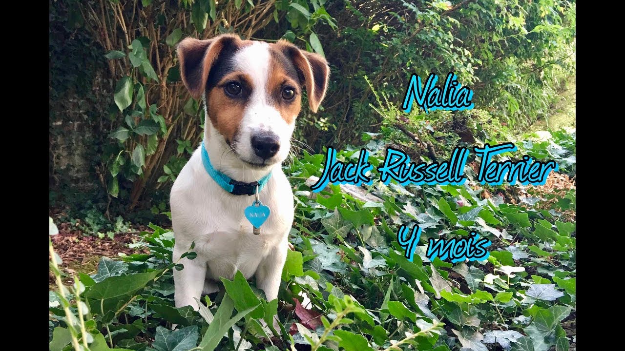 Nalia 🐶 chiot Jack Russell Terrier - 4 mois