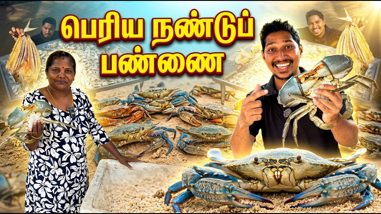 🔴வெளிநாட்டுக்கு ஏற்றுமதியாகும் பெரிய நண்டு🦀 | Srilankan Big Crab Farm | Mannar | Sri Lanka