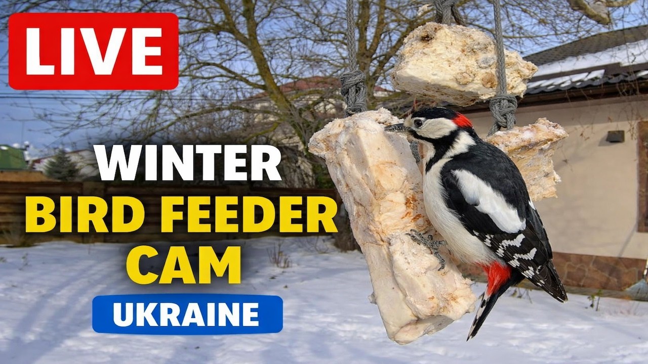 LIVE Winter Bird Feeder | Woodpecker Borya & Backyard Birds in Ukraine