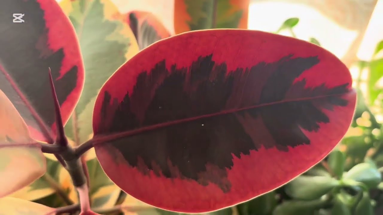 My Houseplants Collection 2025