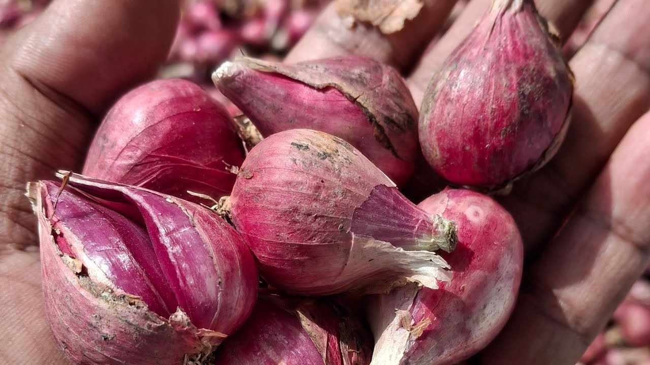 Harga bawang merah hari ini di pasar Sukomoro Nganjuk 