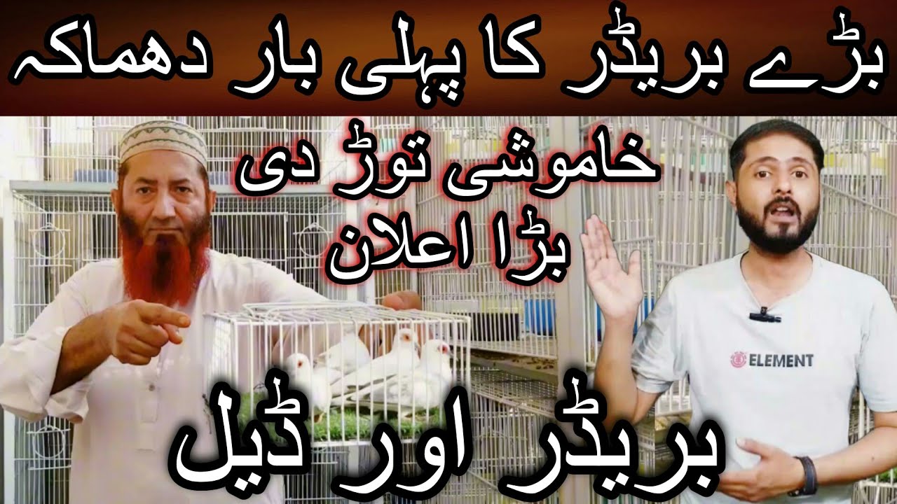 Deal per deal ek hi video me 4 dealen de din | Cheap price dove | Pied Dove | Red Pied | Blue pied